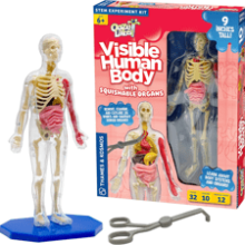 Visible Human Body with Squishable Organs - Thames & Kosmos Ooze Labs