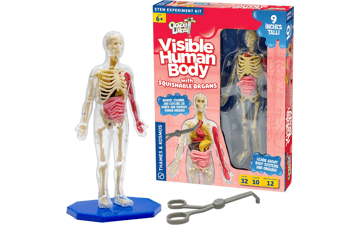 Visible Human Body with Squishable Organs - Thames & Kosmos Ooze Labs