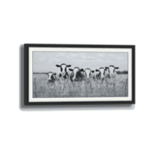 Farmhouse Black & White Cow Herd Grass Meadow Canvas Painting