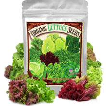 22,000+ Organic Lettuce Seeds