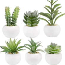 GREENTIME Set of 6 Succulents Plants