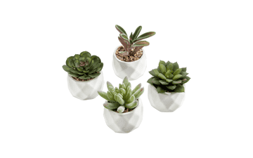 MyGift Miniature Artificial Succulents