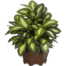 Nearly Natural 6639 24in. Golden Dieffenbachia Silk Plant