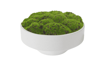 NAHARO New Moss Bowl